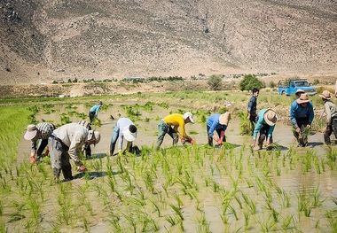 کشت برنج در طارم ، محدودیت یا ممنوعیت