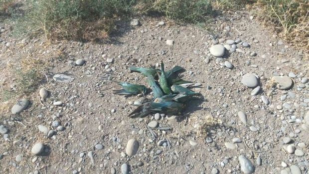 عامل کشتار 100 قطعه پرنده زنبورخوار در دزفول دستگیر شد