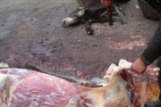 دستگیری عامل توزیع گوشت الاغ در بینالود