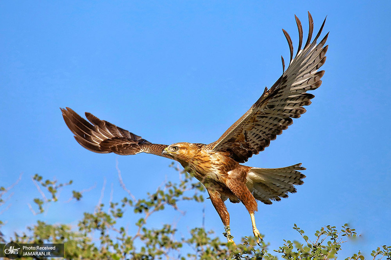 منتخب تصاویر امروز جهان- 21 تیر