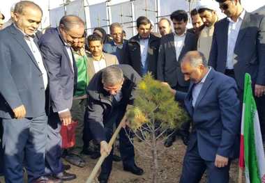 یک اصله نهال توسط استاندار همدان در بام ملایر کاشته شد