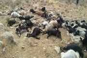 لاشه 310 گوسفند تلف شده در ارتفاعات کیامکی جمع آوری شد
