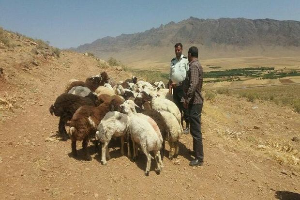 سارق ۳۶ راس گوسفند در بافق دستگیر شد