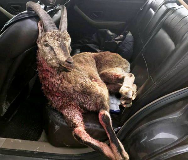 کشف لاشه یک کل وحشی از خودروی شکارچی متخلف در خوی