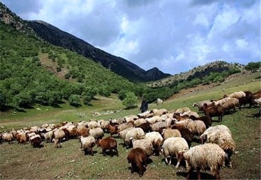 نزاع بر سر چرای دام هشت مصدوم برجا گذاشت