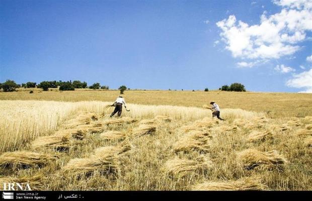 تولید گندم در نیشابور 40 درصد کاهش یافت