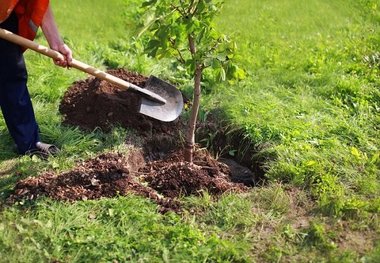 درختکاری کاهنده مخاطرات بشری است