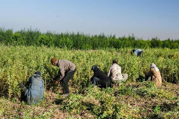 شغل برای روستاییان زنجان