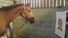 تشخیص چهره افراد و به یاد آوردن احساسات‌ آن‌ها توسط اسب ها