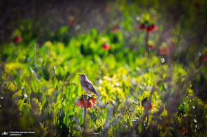 دشت لاله های واژگون کوهرنگ