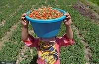 برداشت توت فرنگی در کشمیر ھند (3)