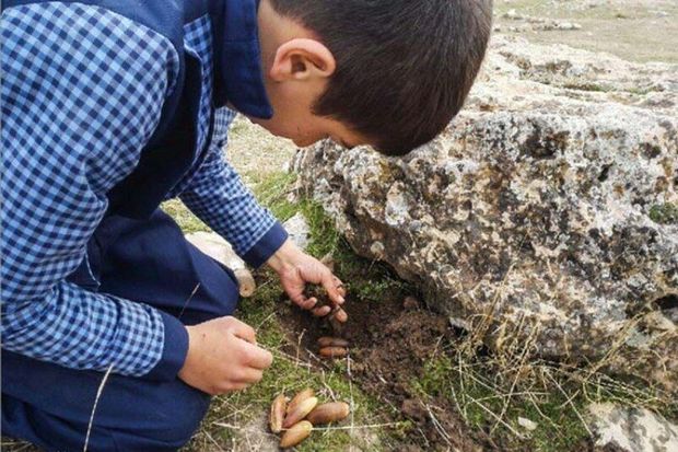 ۵۰۰کیلوگرم بذر درختان جنگلی در خانمیرزا کشت شد