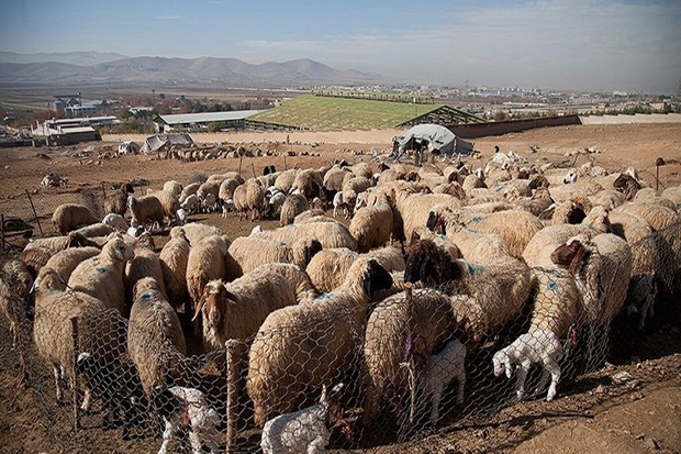 شبکه سارقان حرفه ای احشام در شاهین دژ متلاشی شد