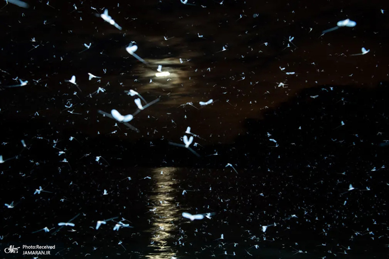 منتخب تصاویر امروز جهان - 20 مرداد 1401