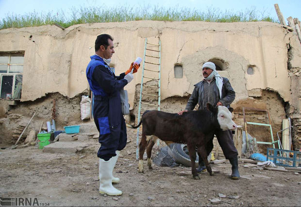 مایه‌کوبی بیش از ۹۶ هزار راس دام سنگین در اصفهان انجام شد