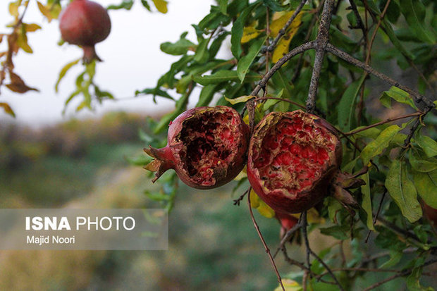 خسارت 30 تا 80 درصدی سرمای دیررس بهاره به مزارع و باغات آذربایجان شرقی