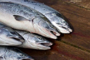 قیمت ماهی قزل آلا 100 درصد بالا رفت/ کنسرو ماهی هم حدود 40 درصد گران شد
