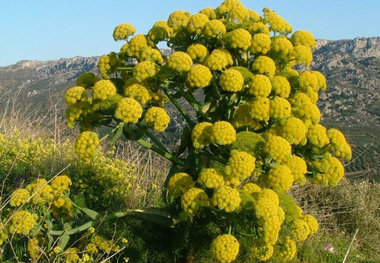 پیش بینی مطالعه گیاه دارویی باریجه در 300 هکتار از مراتع شیروان