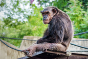 شامپانزه ها هم آلزایمر می گیرند!