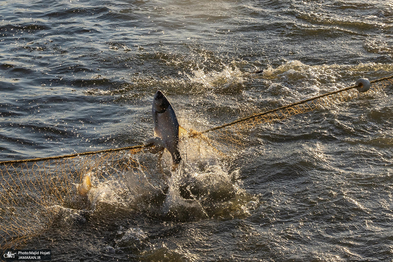 پرورش ماهی در آزادشهر استان گلستان