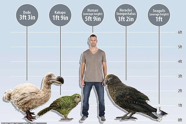 کشف فسیل یک طوطی ۱۹ میلیون ساله با ارتفاع یک متر 