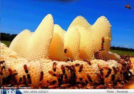 سال گذشته  238 تن عسل در پارس آباد مغان تولید شد