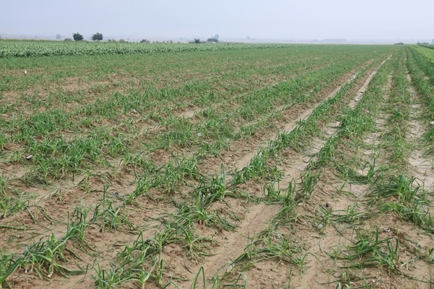 بارندگی، 120 میلیارد ریال به کشاورزی اندیمشک خسارت زد