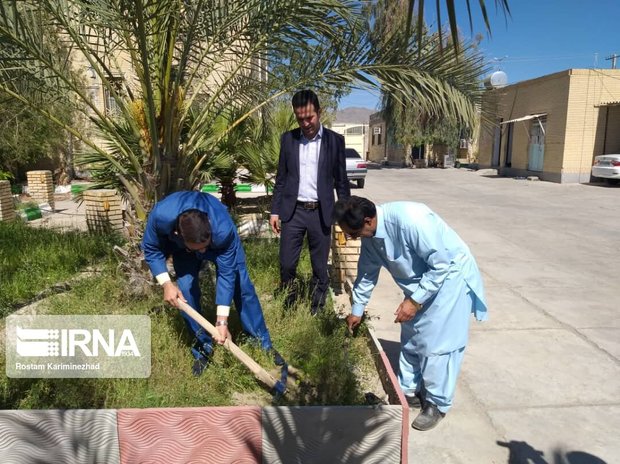 ۲ هزار نهال درخت وگل در نیکشهر در حال توزیع و غرص است