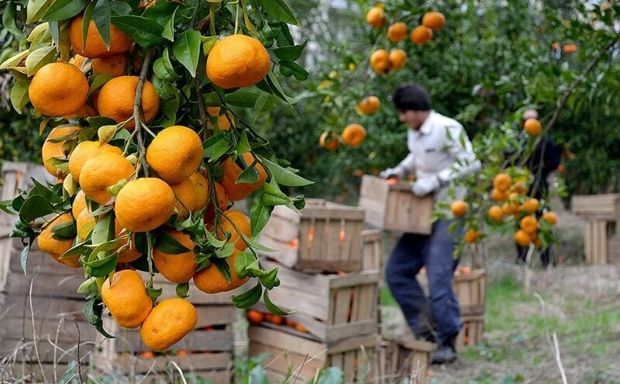 بخش کشاورزی و صنعت کرمان با وزارت خارجه ارتباط برقرار می‌کند