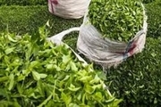 نرخ خرید تضمینی برگ سبز چای  ۳۹ درصد افزایش یافت