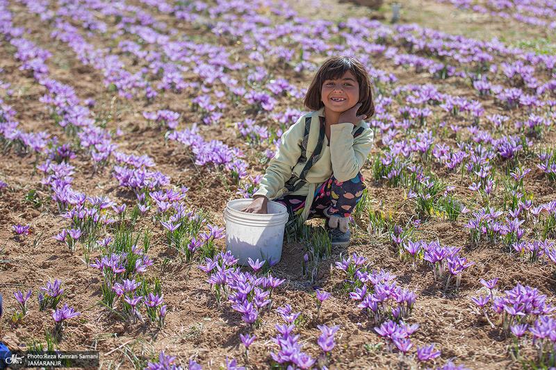 برداشت زعفران از مزارع استان چهارمحال و بختیاری