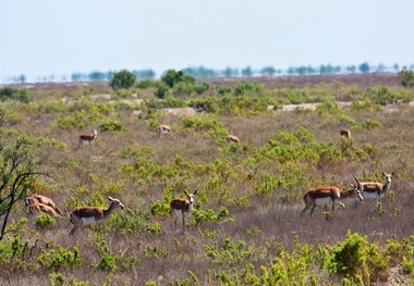 سطح مناطق تحت مدیریت محیط زیست خراسان شمالی 3 برابر می شود