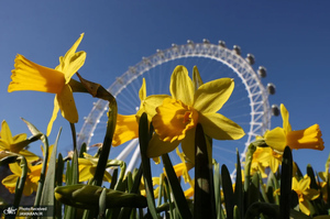 منتخب تصاویر امروز جهان - 15 اسفند 1403