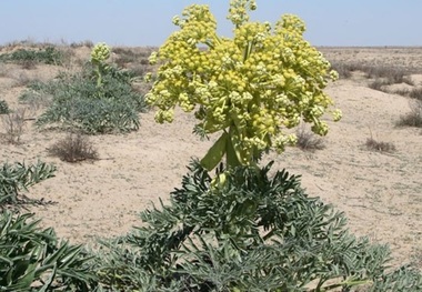 90 درصد آنغوزه خراسان جنوبی به صورت خام صادر می شود