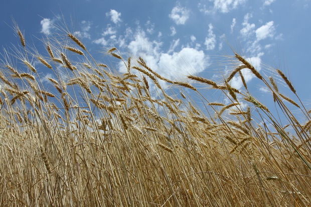 پنج هزار هکتار از زمین‌های رشتخوار به کشت گندم اختصاص یافت