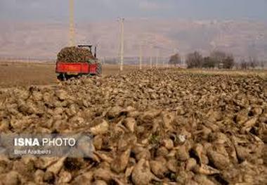 کام چغندرکاران شیرین می‌شود بسته‌های تشویقی برای چغندرکاران