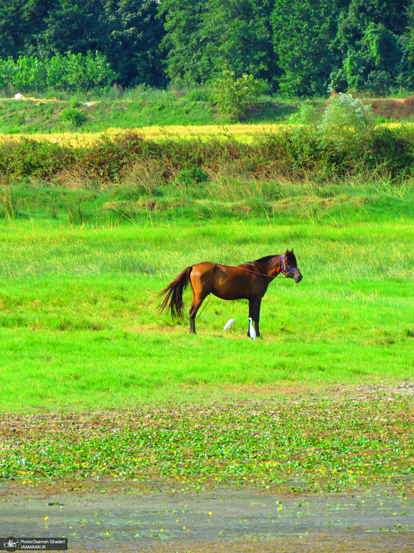 طبیعت بکر کومله