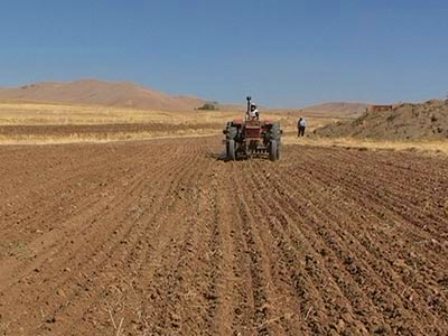 83 هزار هکتار از اراضی کشاورزی استان تهران زیر کشت پائیزه