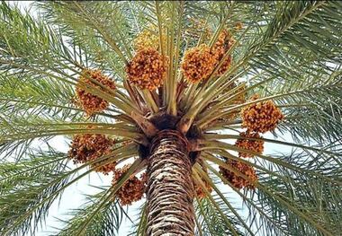 تعاون روستایی برای خرید خرمای خوزستان اعلام آمادگی کرد