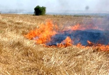 خودداری کشاورزان از سوزاندن کاه و کُلش در مزارع   پیش بینی یکسال زندان برای افراد خاطی