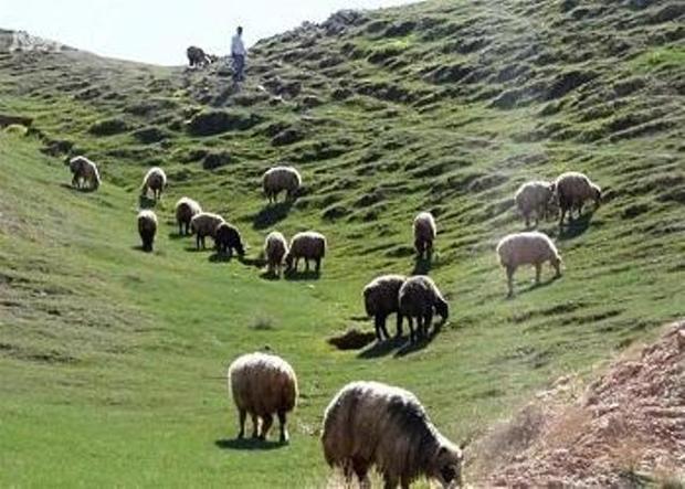 تعادل دام و مرتع برای جلوگیری از تخریب عرصه های ملی ضروری است