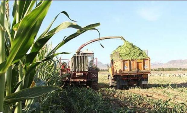 ذرت کاران برای جلوگیری از خسارت محصول خود را جمع آوری کنند