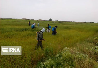 کانون‌های زمستانی ملخ‌ها در شهرستان ری پایش می‌شود