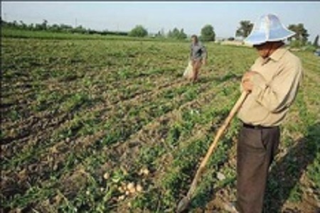 2 هزار هکتار باغ انگور شیروان علیه آفت سفیدک سم پاشی شد