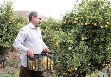 برداشت مرکبات از باغات قصرشیرین آغاز شد