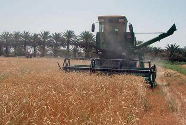 خرید گندم در ایرانشهر از مرز هزار تن گذشت