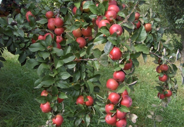 6 هزار تن سیب گلاب از باغات بروجرد برداشت می شود
