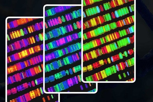 احتمال ابتلا به بیماری با این کارت های ژنتیک قابل پیش بینی است
