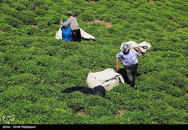 برداشت چای بهاره از مزارع املش گیلان