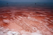 افزایش غلظت نمک عامل قرمز شدن رنگ دریاچه ارومیه است
